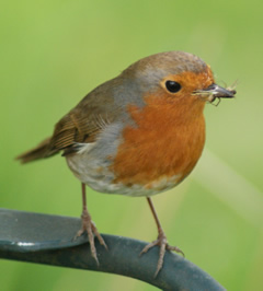 Robin